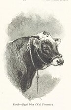 British Library digitised image from page 547 of "Az OsztrÃ¡k-Magyar Monarchia irÃ¡sban Ã©s kÃ©pben. Rudolf trÃ³nÃ¶rÃ¶kÃ¶s fÅ‘herczeg Å ... fensÃ©ge kezdemÃ©nyezÃ©sÃ©bÅ‘l Ã©s kÃ¶zremunkÃ¡lÃ¡sÃ¡val. (Die deutsche Ausgabe redigirt ... J. von Weilen, die ungarische M. JÃ³kai.)