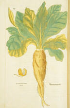 Mandragora mas =: Alraun mennle