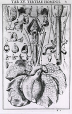 Anatomy of the respiratory system