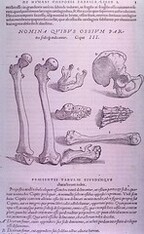Display of eight different types of bones, including femur, jaw, hands