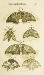 Moths and butterflies