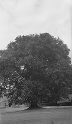 A Gallows for Cromwell?