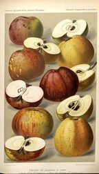 VariÃ©tÃ©s de pommes Ã  cidre