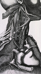 Anatomy of the neck