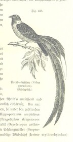 British Library digitised image from page 1061 of "Unser Wissen von der Erde. Allgemeine Erdkunde und LÃ¤nderkunde, herausgegeben unter fachmÃ¤nnischer Mitwirkung von A. Kirchhoff"