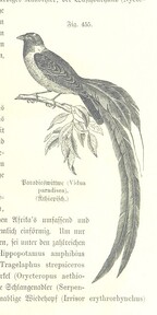 British Library digitised image from page 1061 of "Unser Wissen von der Erde. Allgemeine Erdkunde und LÃ¤nderkunde, herausgegeben unter fachmÃ¤nnischer Mitwirkung von A. Kirchhoff"