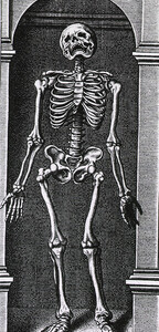 Skeleton Standing in a Small Alcove
