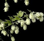 Hops: Humulus Lupulus