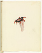 Asero rubra (Red starfish fungus, or Anemone stinkhorn)