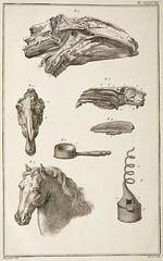 TÃªtes de cheval