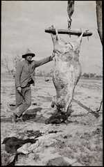 Fresh beef, Wilcannia, NSW, between 1935-1937 / photographer Reverend Edward ("Ted") Alexander Roberts