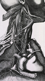 Anatomy of the neck