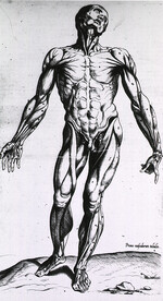 Musculature of the human body