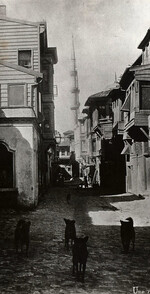 Street dogs in Istanbul