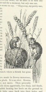 British Library digitised image from page 53 of "Kenneth McAlpine: a tale of mountain, moorland, and sea"