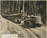 Caterpillar hauling logs to dump full lenght trees