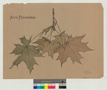 MetsÃ¤vaahtera, mittauspiirustus