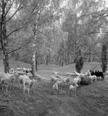 Grazing sheep at Viking Age grave field on BjÃ¶rkÃ¶ island, Uppland, Sweden