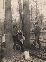 Making sugar, 1907