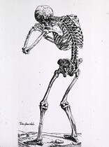 Human skeleton