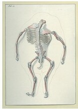 Dissection of a headless pig fetus