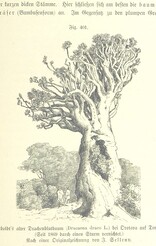 British Library digitised image from page 949 of "Unser Wissen von der Erde. Allgemeine Erdkunde und LÃ¤nderkunde, herausgegeben unter fachmÃ¤nnischer Mitwirkung von A. Kirchhoff"