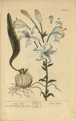 White lilly =: Lilium album