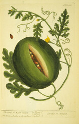 Citrul or Water-melon =: Citrullus or Anguria =: Watermelon Plant
