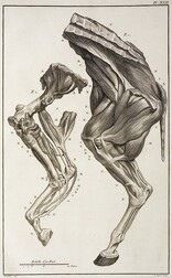 Jambe myologique d'un cheval