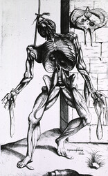 Musculature of the human body