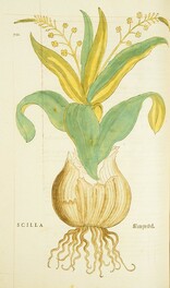 Scilla =: Meerzwibel