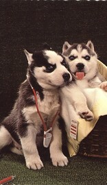 Siberian husky puppies posing as doctor and patient