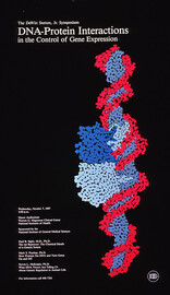 DNA-protein interactions in the control of gene expression