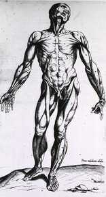 Musculature of the human body