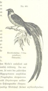 British Library digitised image from page 1061 of "Unser Wissen von der Erde. Allgemeine Erdkunde und LÃ¤nderkunde, herausgegeben unter fachmÃ¤nnischer Mitwirkung von A. Kirchhoff"