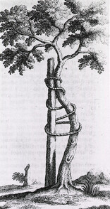 A tree bound to a stake in an effort to correct the curvature of the trunk