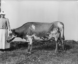 I.K Inha: Finnish Agriculture d2000_48_87