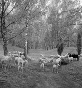 Grazing sheep at Viking Age grave field on BjÃ¶rkÃ¶ island, Uppland, Sweden