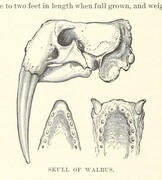 British Library digitised image from page 46 of "Nimrod in the North, or hunting and fishing adventures in the Arctic regions"