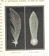 British Library digitised image from page 305 of "L'Espace cÃ©leste et la nature tropicale, description physique de l'univers ... prÃ©face de M. Babinet, dessins de Yan' Dargent"