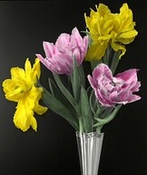 Early Double Tulip