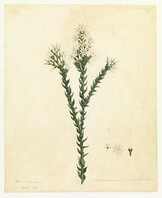 Andersonia sprengelloids (Pink swamp heath) by W. Buelow Gould