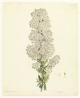 Aster 13 (Olearia) by W. Buelow Gould