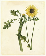 Cryptostemma (Capeweed) by W. Buelow Gould