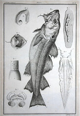 [An Atlantic Cod]