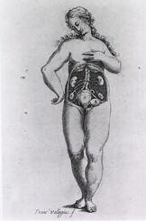Urogenital system