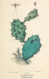 Coccus cacti cochincal insect