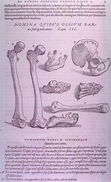 Display of eight different types of bones, including femur, jaw, hands