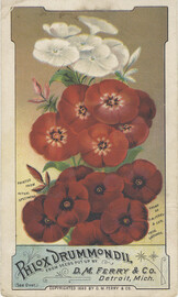 D. M. Ferry & Co.