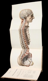 Spinal column organs